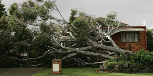 Tree Removal, Tree Cutting, Tree Service, Free Estimates, Tree Care