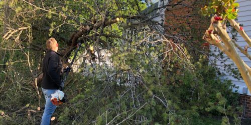 Tree Removal, Tree Cutting, Tree Service, Free Estimates, Tree Care