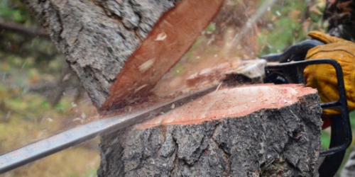 Tree Service, Tree Removal, Tree Care, Tree Trimming, Tree Cutting, Tree Company, Gutter Cleaning, Leaf Removal